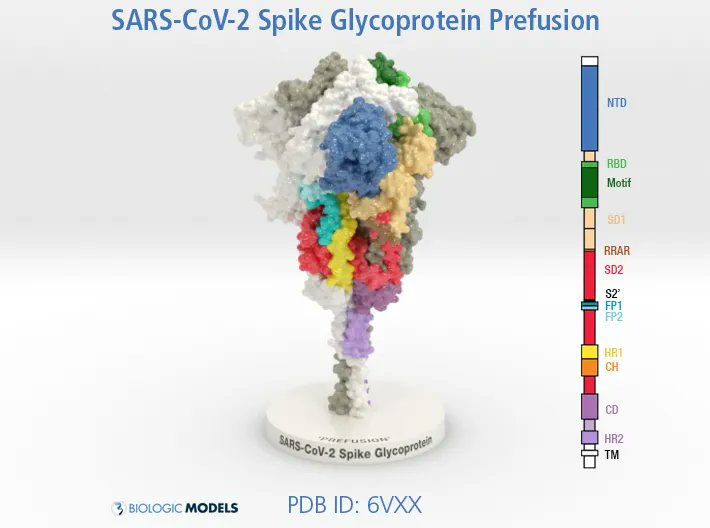 BiologicModels's tweet photo. This #3DPrint of #SARS-CoV2 Spike Glycoprotein is colored-coded to denote functional domains of Spike as well as the residues of the RBD (green) that can be found in the Pangolin virus (dark green). 
https://t.co/pOdBdIvkRL https://t.co/axhns3vibC