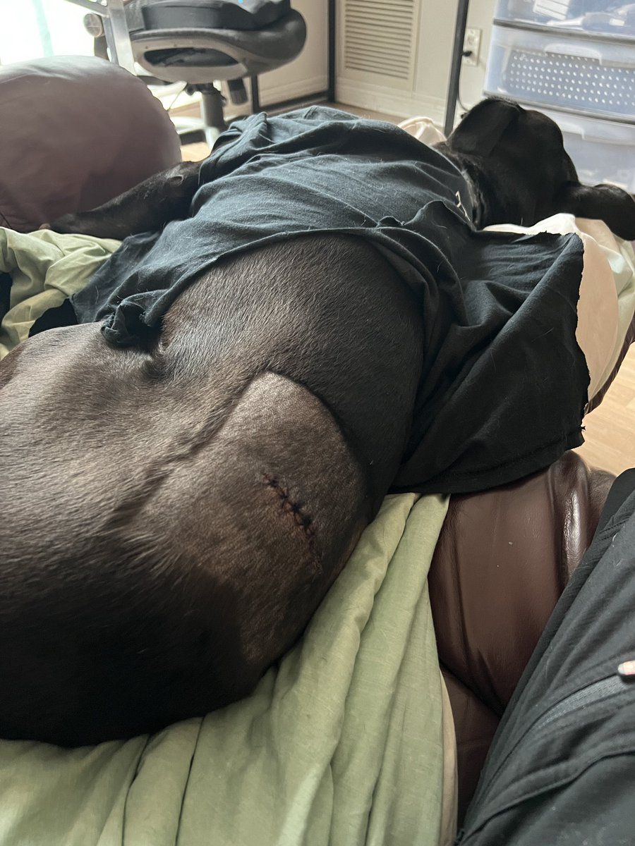 Had to carry one of our injured dogs down 15 flights of stairs today. Thanks for the fire alarm today prankster 😭 that’s my steps for today.