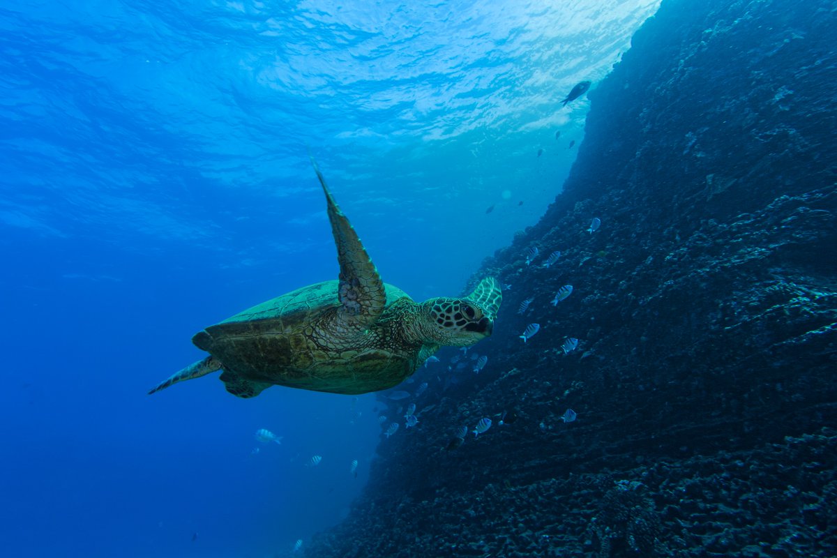dive_aaron's tweet photo. Turtle tuesday 'ting 🤙💚
.
#TURTLE #turtles #scubadiving #scuba #Hawaii #Oahu #ocean #Pacific #underwater #underwaterphotography #photography #underwaterworld https://t.co/gzBJgMiXdm