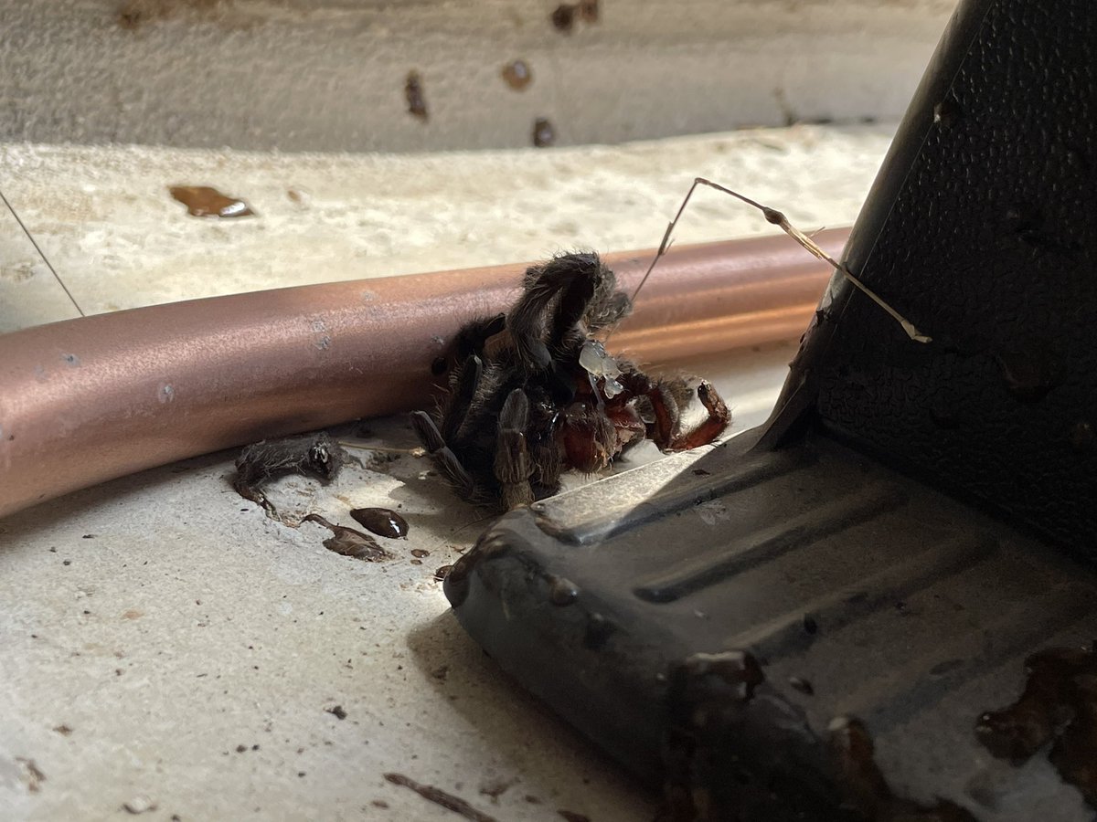 misselisap's tweet image. #oneshotonekill #noonemesswithmama