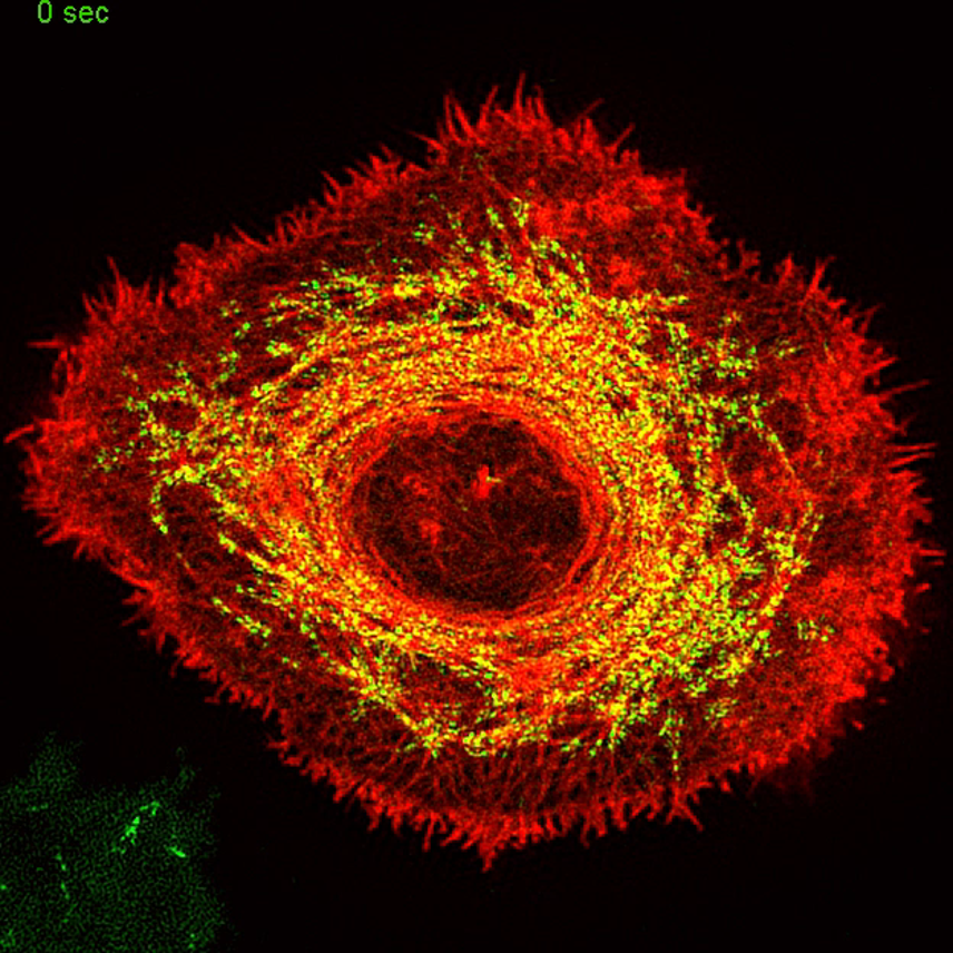 Dr. Hammer’s lab uses cell biological, genetic, biochemical, and biophysical approaches, coupled with advanced imaging techniques, to study the molecular interactions that give rise to cellular and intracellular movements. Learn more: go.usa.gov/xATJv