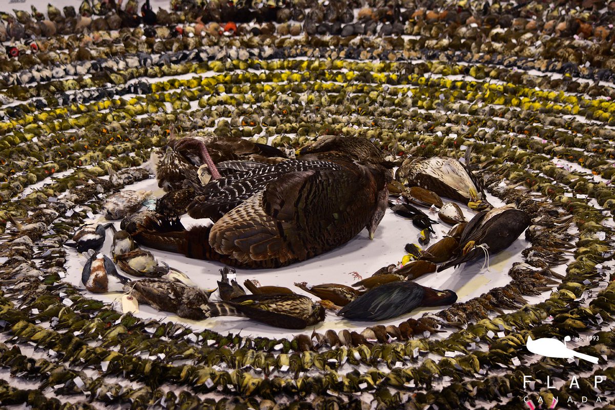 There were over 3800 birds included in our Annual Bird Layout this year. These birds were collected during Spring and Fall Migration of 2022. The largest bird found was this female Wild Turkey, who shattered the window she collided with at an industrial building in Markham, ON.