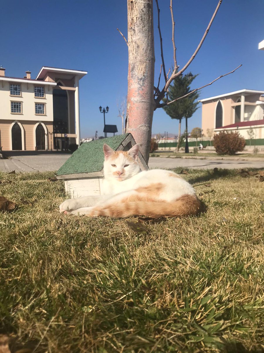beyza1susya's tweet photo. @arlanmaz Şarkışla kyk öğrenciye  açılsın @kasapoglu @erdogantunc58 @recepalier @aliozdemirgsb @sarkisla_haber https://t.co/nKDAWRkkoK