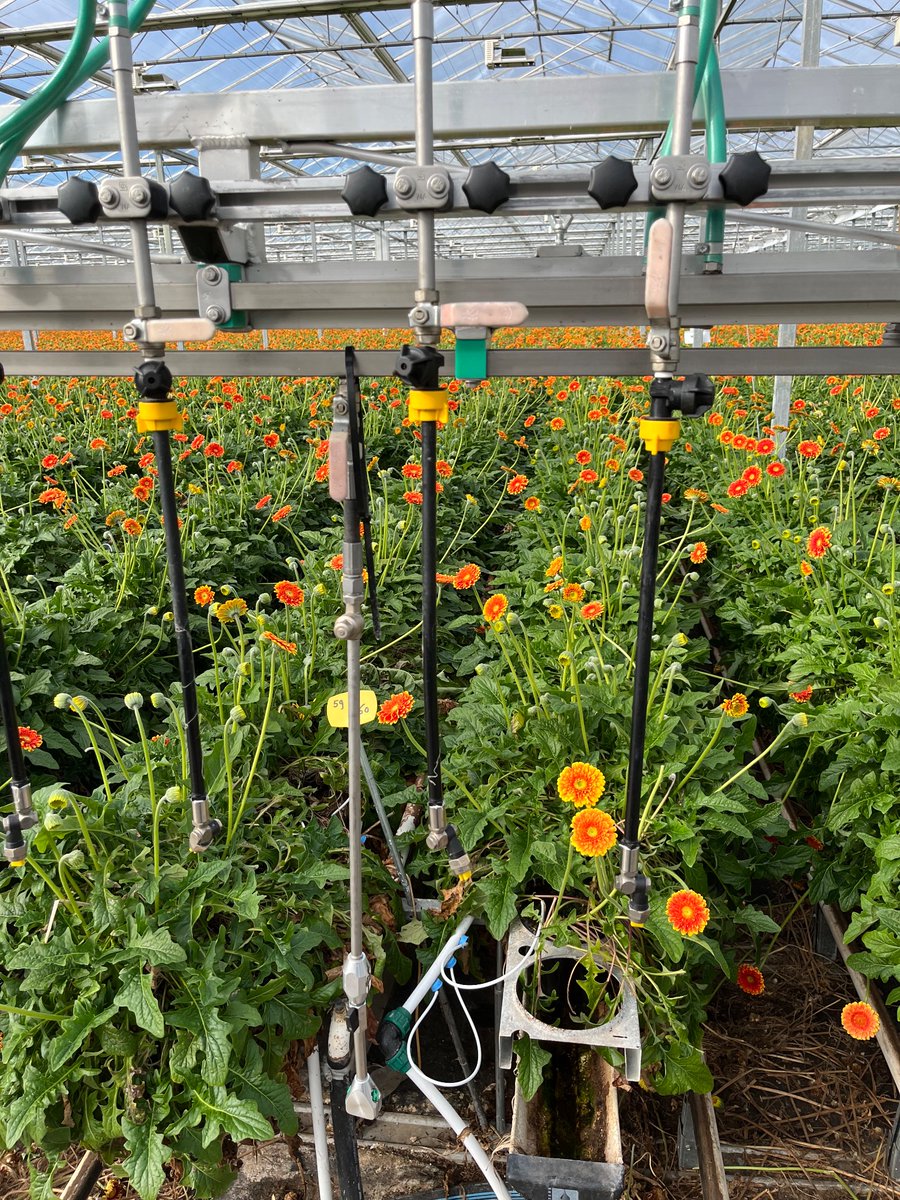 With a contact acting product like #FLiPPER application technology is key. With declining availability of systemic products, thinking in this way is important for the future. Like this gerbera grower is doing!