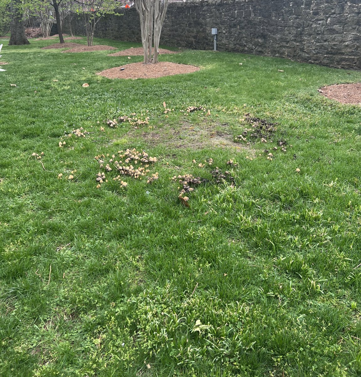 xoju_'s tweet photo. What kind of fairy meetings are happening in the courtyard of my apartment and why wasn’t I invited 🤨 https://t.co/E8ZbOBFB6a