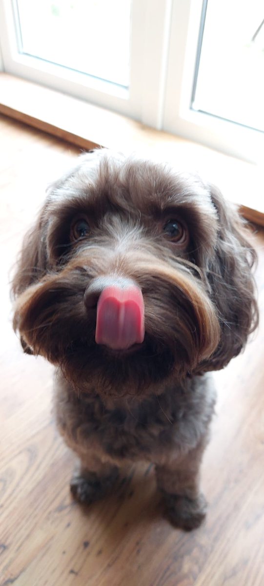 MisadventuresTw's tweet image. Not only is it #tongueouttuesday, it's my 4th #gotcha anniversary and the girl child's birthday. I helped her with presents and then they left me for the morning to go alpaca walking #howrude #dogsoftwitter