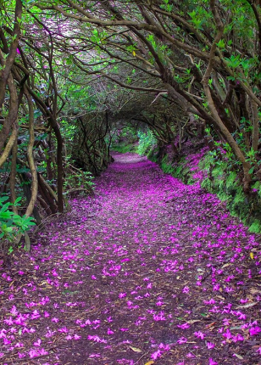 You can't help but feel a sense of peace as you traverse this tree tunnel in Kenmare, Ireland. NMP.