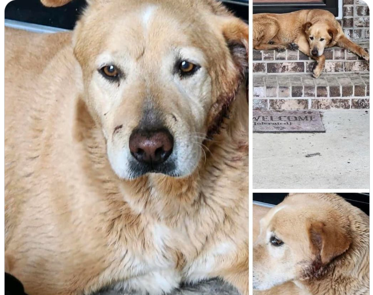 JD Lowery (@jd_lowery) on Twitter photo Little Rock folks. We are fostering a dog found near the Cammack Village area Saturday after the tornadoes. Please share with others or let me know if you recognize him. We are trying to get him back to his people. Little Rock folks. We are fostering a dog found near the Cammack Village area Saturday after the tornadoes. Please share with others or let me know if you recognize him. We are trying to get him back to his people.