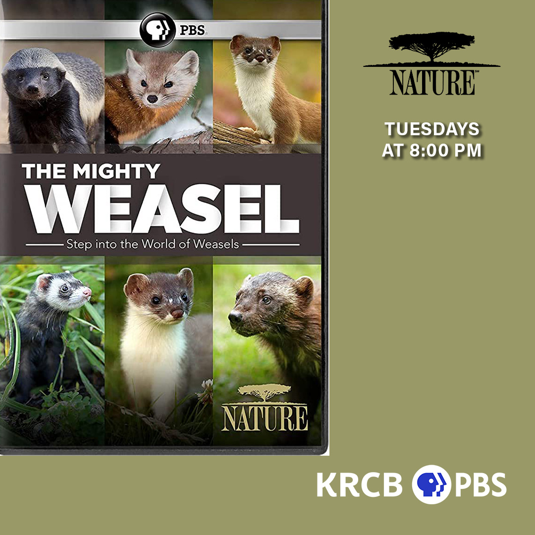 NorCalPublicMedia tweet media