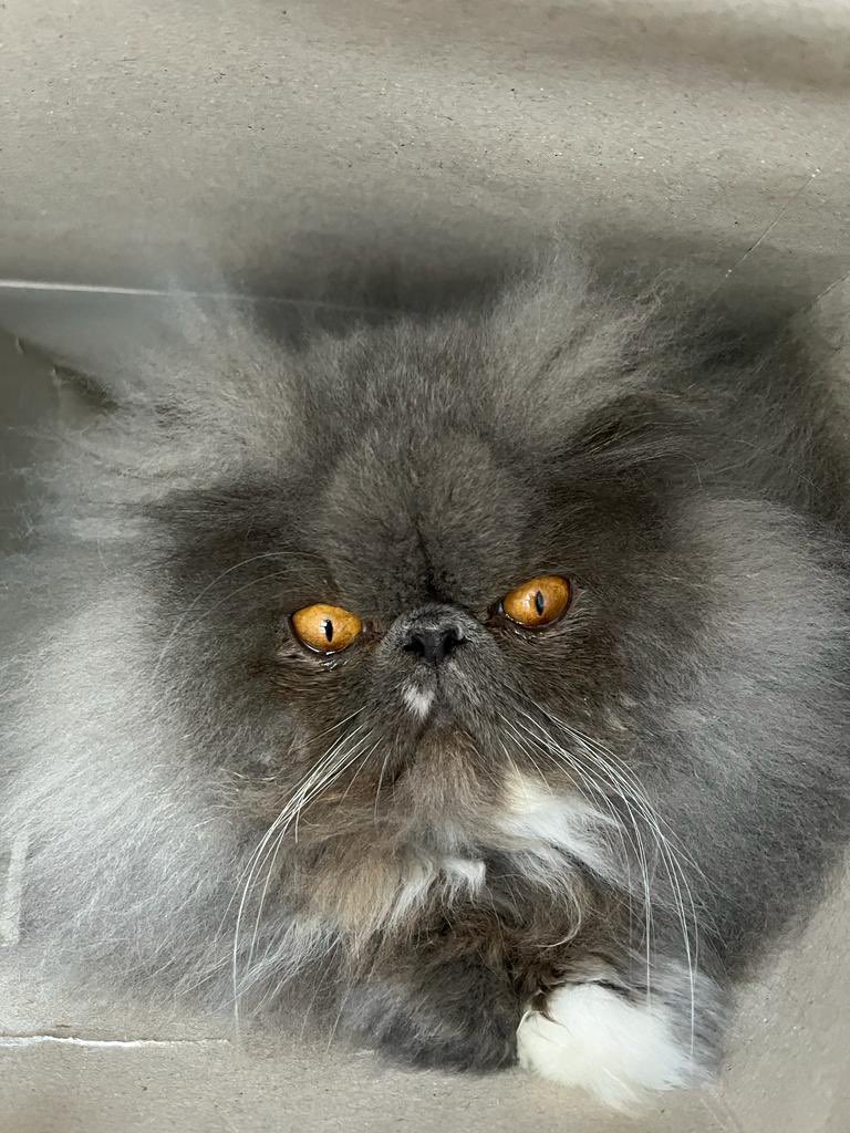PThepersian's tweet photo. It’s a wild hair day!! @catsofinstagram #twitterweek #catsofinstagram https://t.co/Yas5yBL0tQ