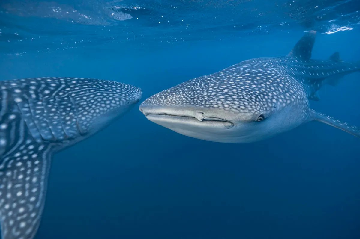 A mutation that is responsible for #nightblindness in humans helps whale #sharks see in the dark of our #oceans: buff.ly/3U5EXgb