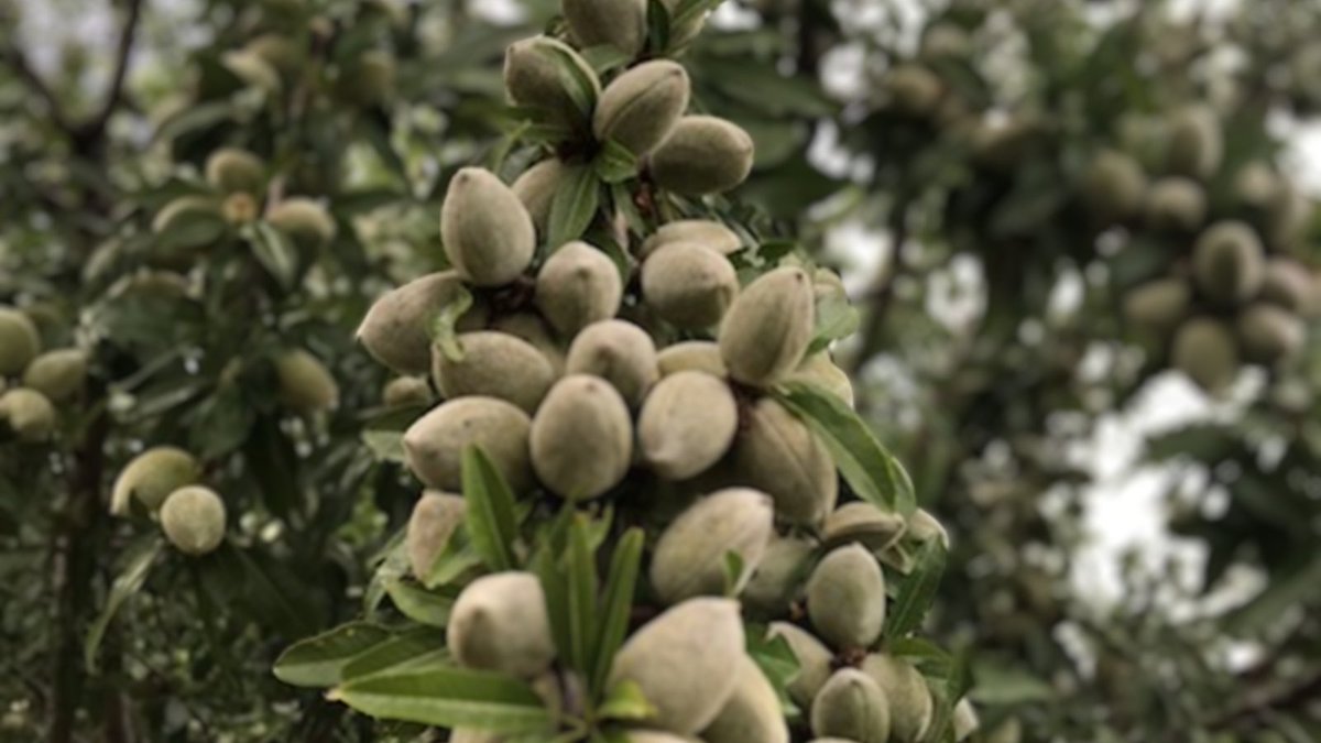 Apical Crop Science tweet media