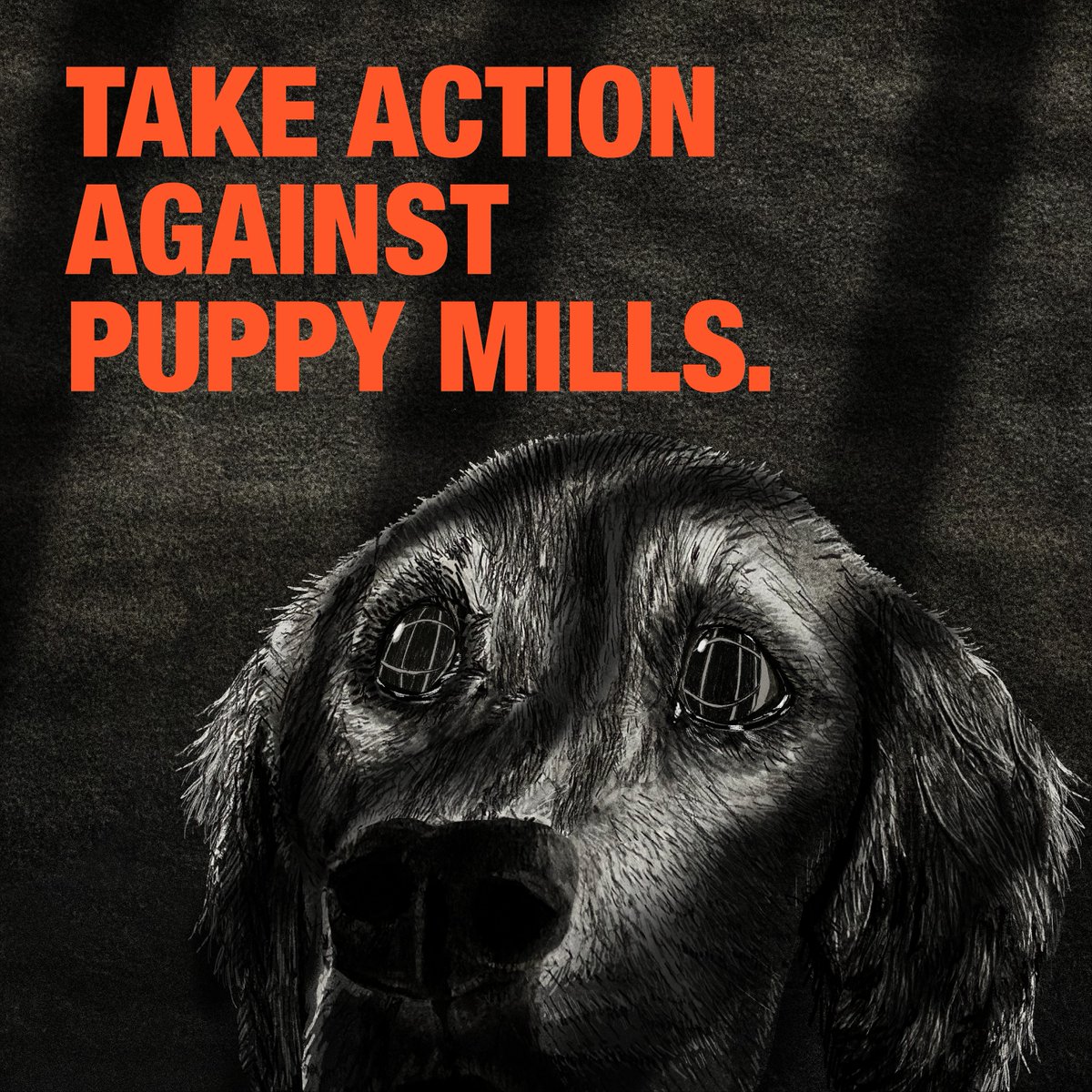 ASPCA's tweet photo. Re-tweet if you want to #EndPuppyMills! Goldie was forced to produce puppies for profit. She died in a USDA-licensed breeding facility without love, care, or help. In honor of Goldie, we urge Congress to pass #GoldiesAct! Take action here: https://t.co/q8yUr6SqQ4 https://t.co/U9l4HuF57Q