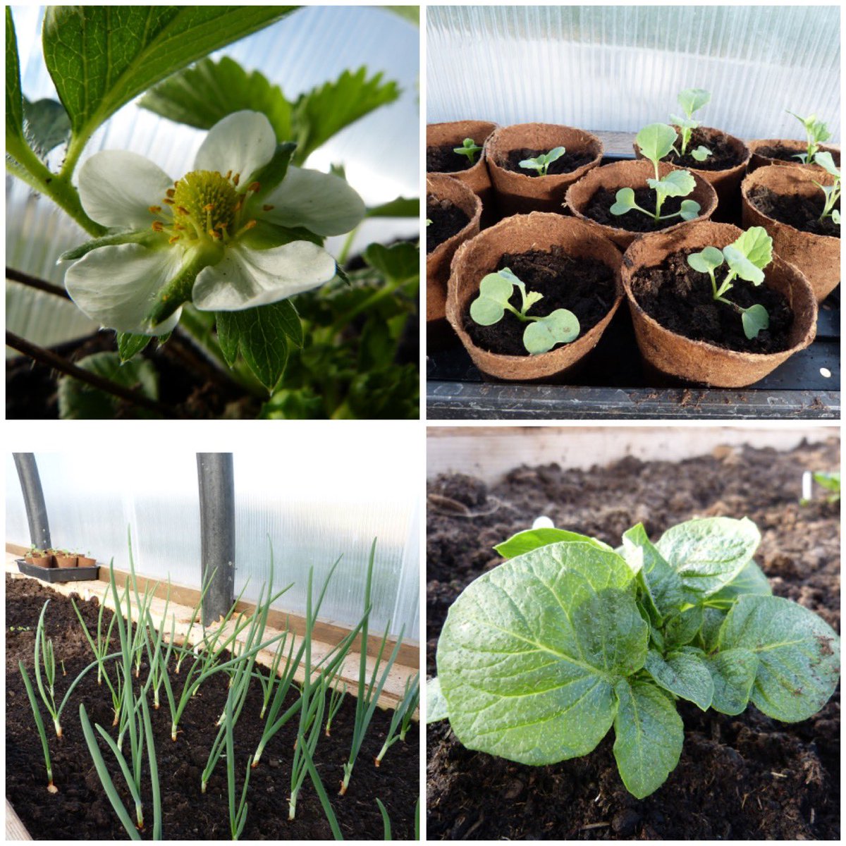 First strawberry flowers, sprouting broccoli and onions doing well and both tatties up…loveing spring in the @polycrub