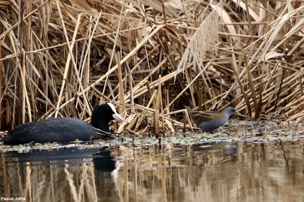 Une scène de migration prénuptiale en Isère : une Foulque macroule (Fulica atra) et une Marouette poussin (Zapornia parva) côte-à-côte en avril 2023 : notez leur différence de taille ➡️ Cliquez sur ce lien pour voir d'autres photos : ornithomedia.com/galerie/?galle… #oiseaux #birds