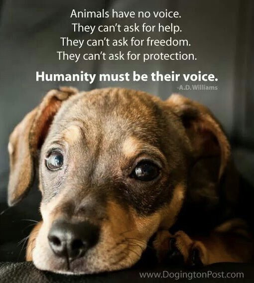 Stichting Dierennood tweet media