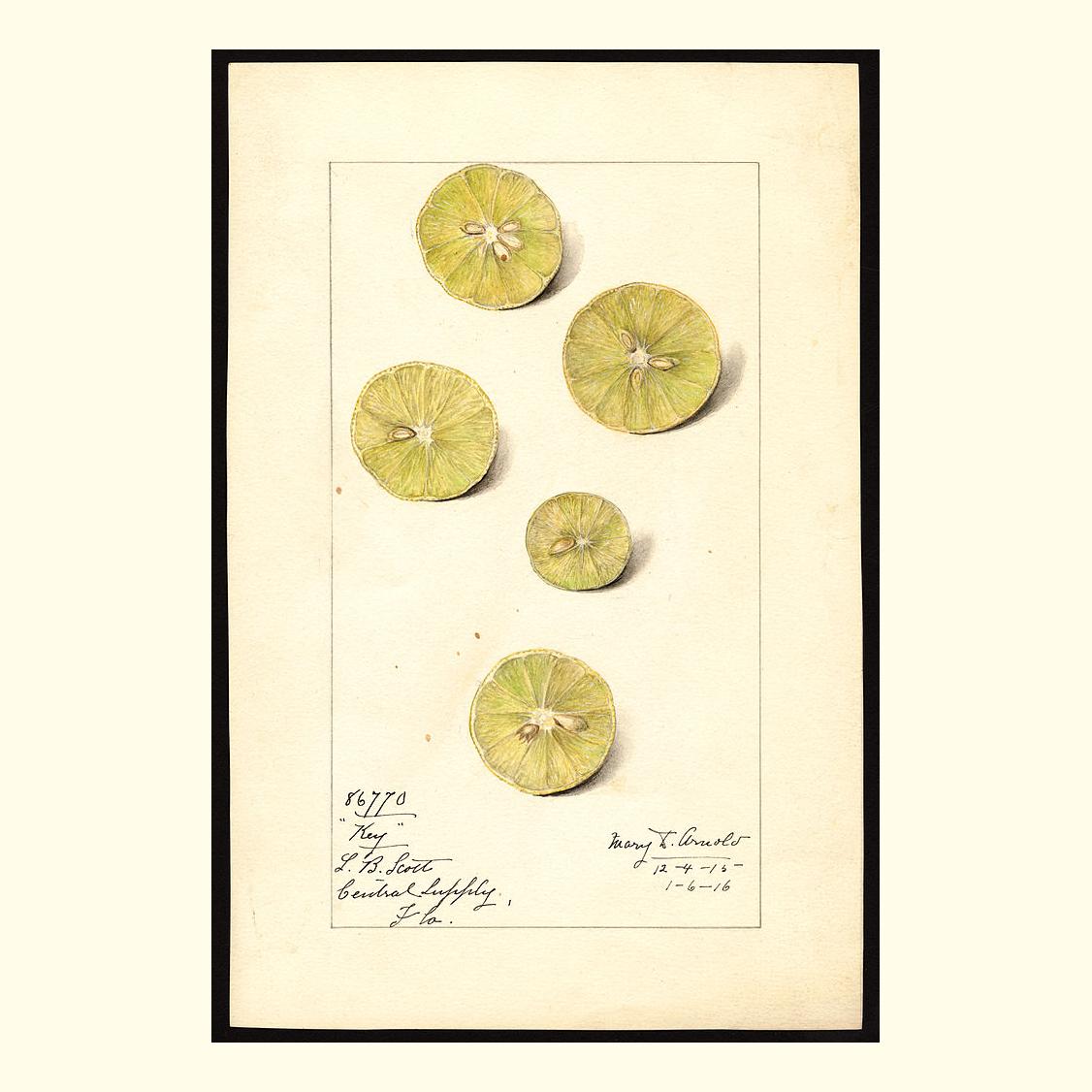 pomological's tweet photo. key limes, painted by mary daisy arnold, 1916 https://t.co/8hhiVTEm1w