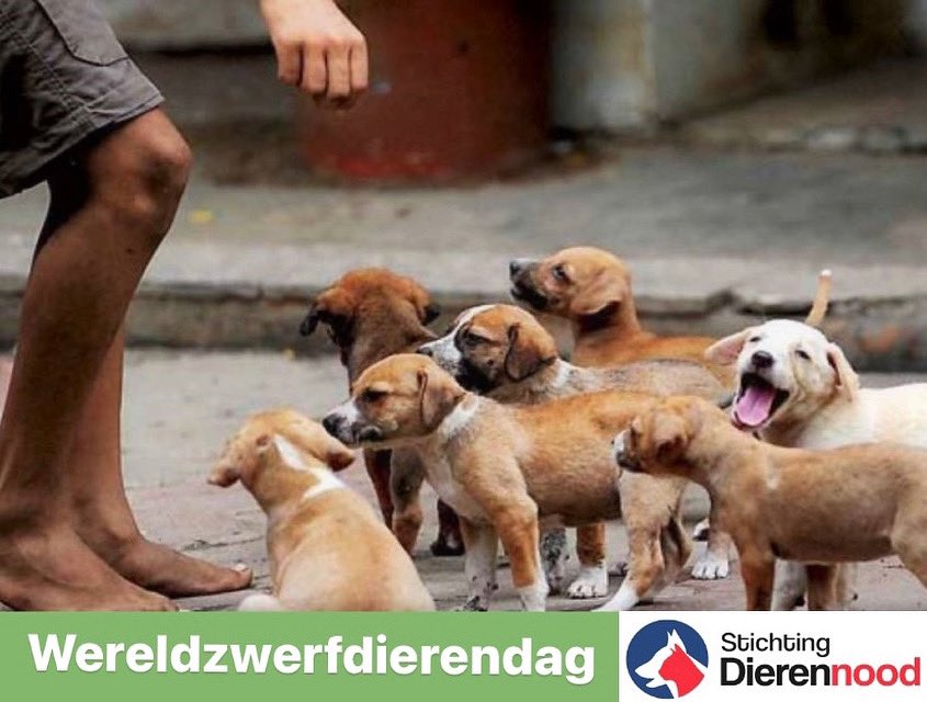 Stichting Dierennood tweet media