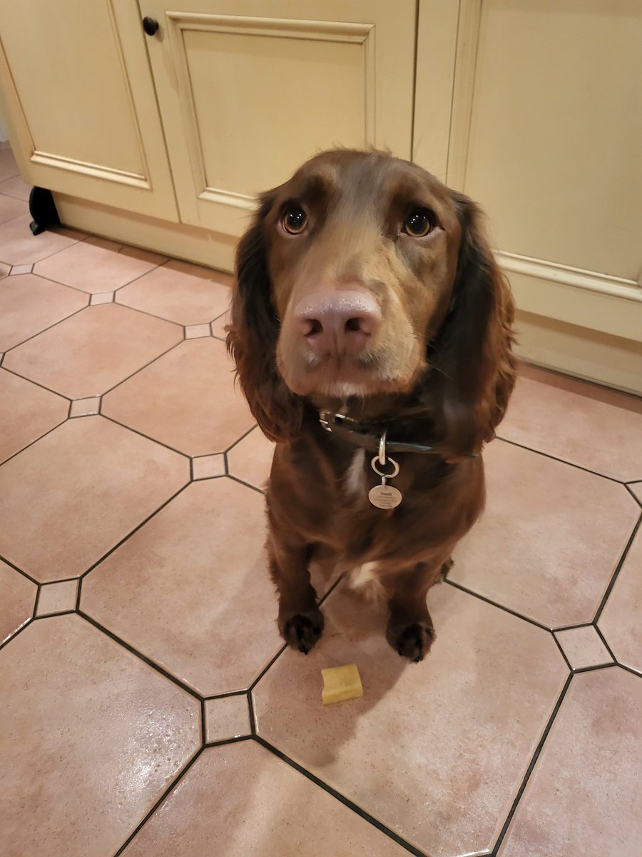dilly_davina's tweet photo. Help @ButternutBox Basil has not got a clue what to do with his Yonks bar! 🫨 https://t.co/DZDJxHA2gW