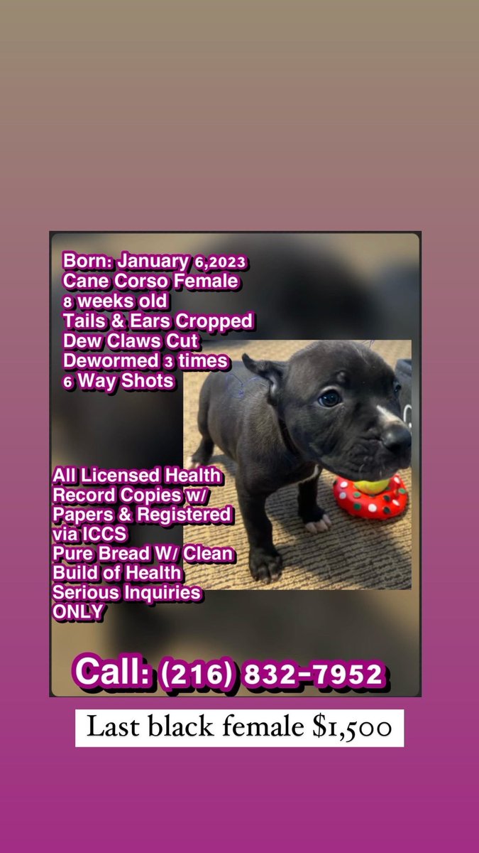 __ItsLill's tweet photo. #CaneCorso #Ohio https://t.co/ZS0p8Pfpvq