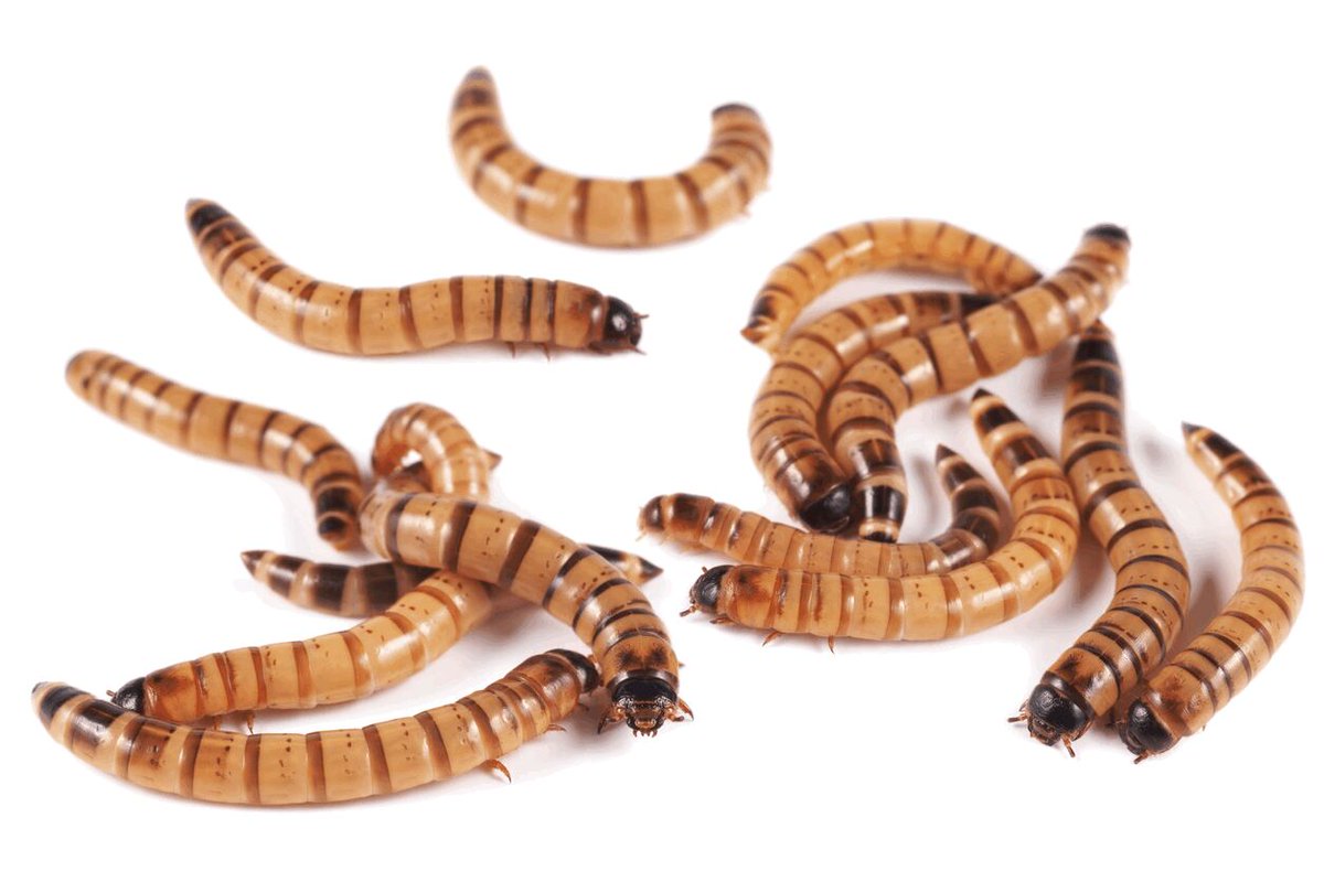 crittercrawlers's tweet photo. Shop our online selection of live and active feeder insects!  We carry crickets, mealworms, superworms, BSFL, waxworms and hornworms. 

Shop now: https://t.co/Y8tsClEXGx 

#crittersandcrawlers #critters #crawlers #bandedcrickets #feederinsects #livefeeders #livecrickets https://t.co/wnYZEMbd93