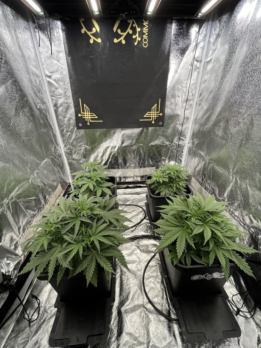 Day 22. 

<a href="/Speedrunseeds/">SpeedRunSeeds</a> front 
<a href="/walipini/">Walipini Seeds</a> back.

Lights: <a href="/GrowersChoice_/">Growers Choice Horticultural Lighting</a> #ROIE420

Medium: <a href="/coastofmaineorg/">Coast of Maine</a> +10% perlite

Pots: <a href="/autopotusa/">AutoPotUSA</a> 3.9 gals 

#Mmemberville #Cannabis #marijuana #Weed #WeedLovers #CannabisCommunity