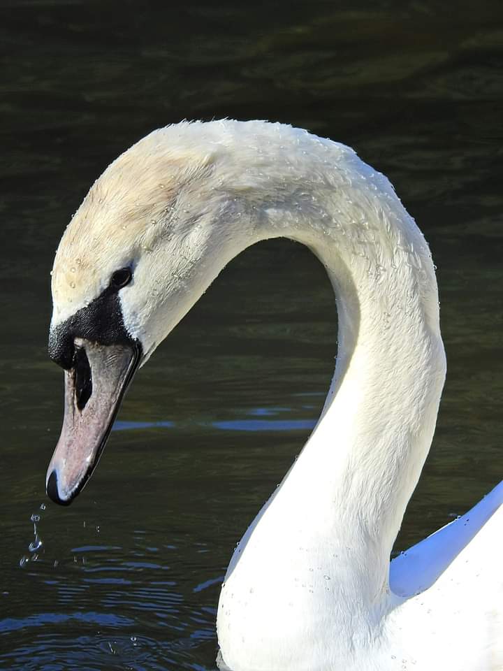 emelived's tweet photo. What a beauty. @ThePhotoHour @Steveredwolf #wildlife #NaturePhotography #naturelovers #nikonphotography #TwitterNaturePhotography #photooftheday https://t.co/R6Lq26e1lc