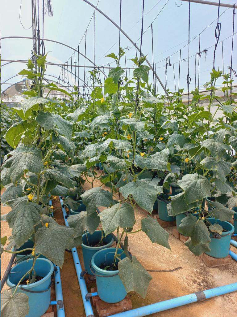 myvitagrow's tweet photo. From our green house to you with love🥒💚
 #hydroponics #urbanfarming  #englishcucumber  #vitagrow #hydroponicgarden #vitality  #hydroponicfarming  #greenhouse #garden #cucumber #produce #fresh #food #tuesday https://t.co/er8poZjxTj