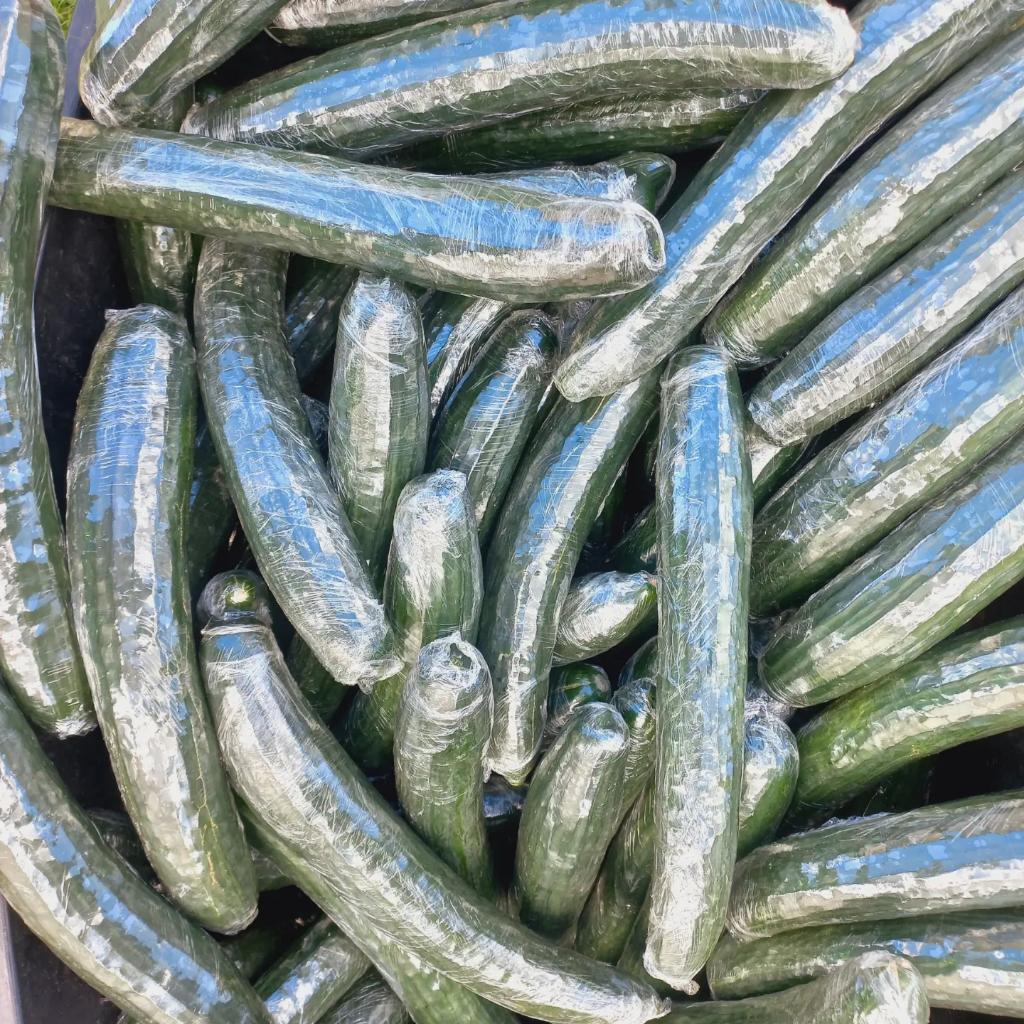 myvitagrow's tweet photo. From our green house to you with love🥒💚
 #hydroponics #urbanfarming  #englishcucumber  #vitagrow #hydroponicgarden #vitality  #hydroponicfarming  #greenhouse #garden #cucumber #produce #fresh #food #tuesday https://t.co/er8poZjxTj