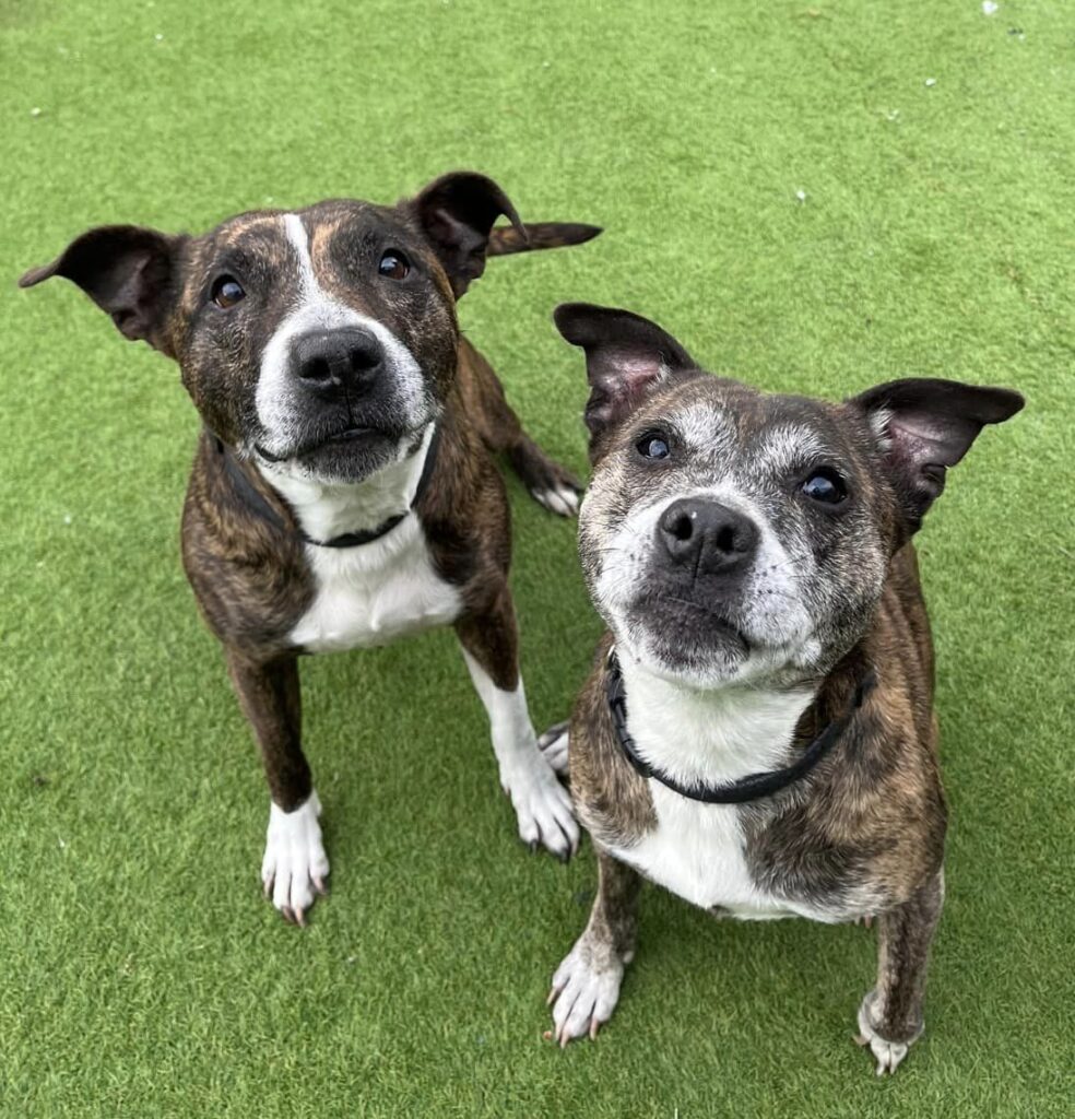 meridia-paddington-on-twitter-rt-adoptionsuk-please-share-to-help