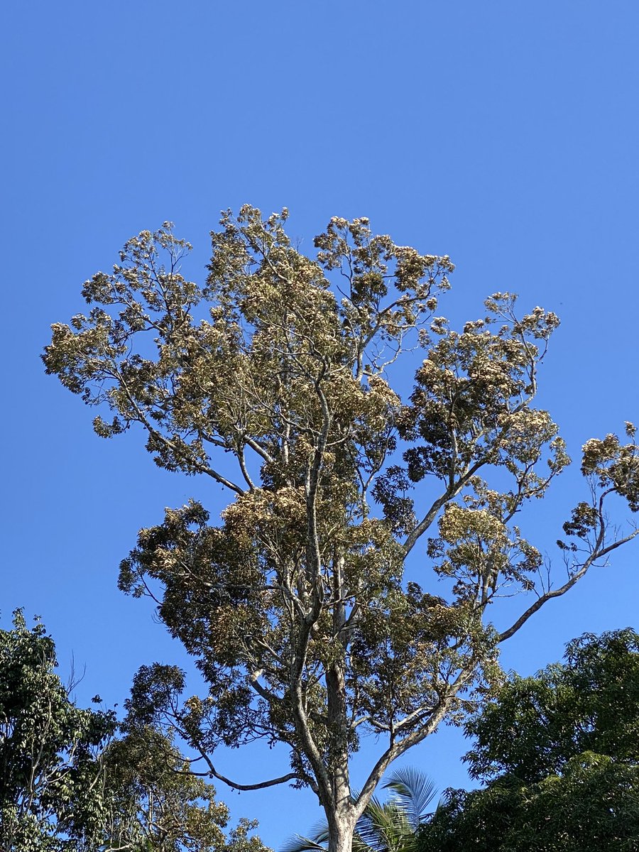 yurdi_yasmi's tweet photo. The best time to plan a #tree was 20 years ago. The next best one is today

#TreesPeoplePlanet #forest #SDGs #TreeOfLife https://t.co/YUallhKlvB