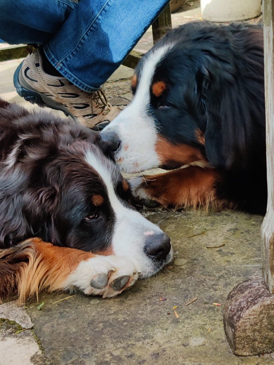 Brie's World 🌍🇬🇧🇨🇭 tweet media