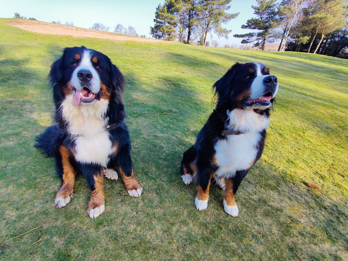 Brie's World 🌍🇬🇧🇨🇭 tweet media