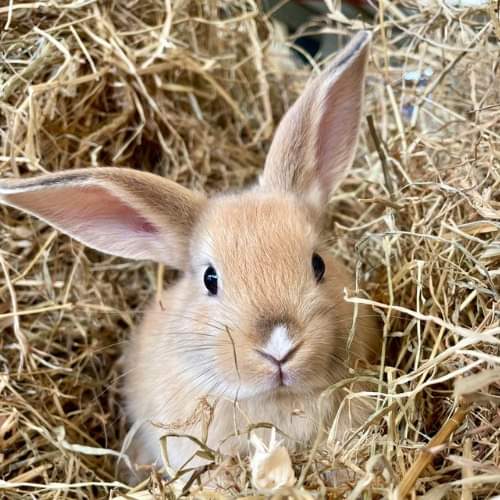 LoveGorey tweet media