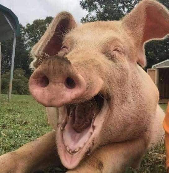 FrankLamadrid🇨🇺 (@franklportal) on Twitter photo ...cuando los animales del bosque fueron a decirle a la pájara pinta que #Cuba había ganado el juicio en Londres contra el fondo buitre....😂😂😂
Sufre <a href="/alexotaola/">Alex Otaola</a>
#CubaGanó
#DeZurdaTeam ...cuando los animales del bosque fueron a decirle a la pájara pinta que #Cuba había ganado el juicio en Londres contra el fondo buitre....😂😂😂
Sufre <a href="/alexotaola/">Alex Otaola</a>
#CubaGanó
#DeZurdaTeam