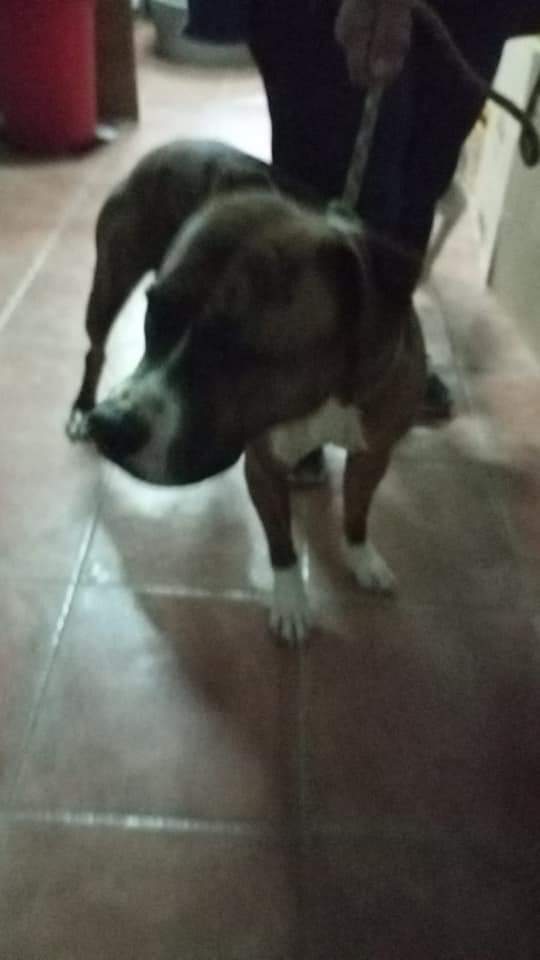 Hemos sacado del canal por la carretera de la alavesa a la altura del peñaroya a esta Perrita. Mañana miraremos si tiene chip. Si es tuya o la reconoces contáctanos: 651428414