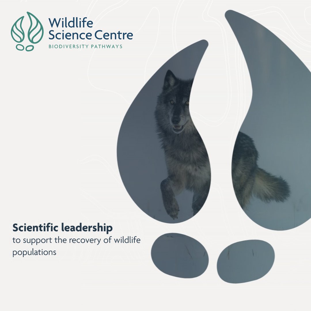 Hello, world! Announcing the Wildlife Science Centre (WSC), an initiative of Biodiversity Pathways. With our partners, we’re committed to rigorous, policy-relevant wildlife science that spans boundaries: wildlifescience.ca