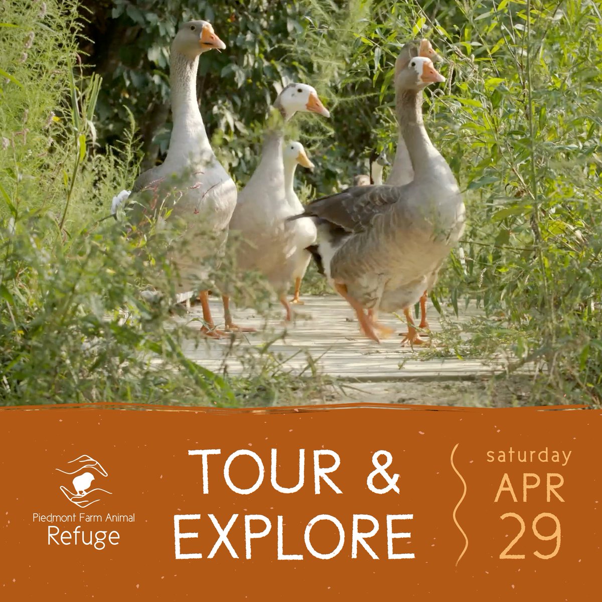 piedmontrefuge.org/events-calenda… Get ready for a day of fun and heartwarming encounters at our upcoming Tour &amp; Explore at The Refuge! Join us on a self-guided tour through the sanctuary grounds and meet some of our adorable residents.