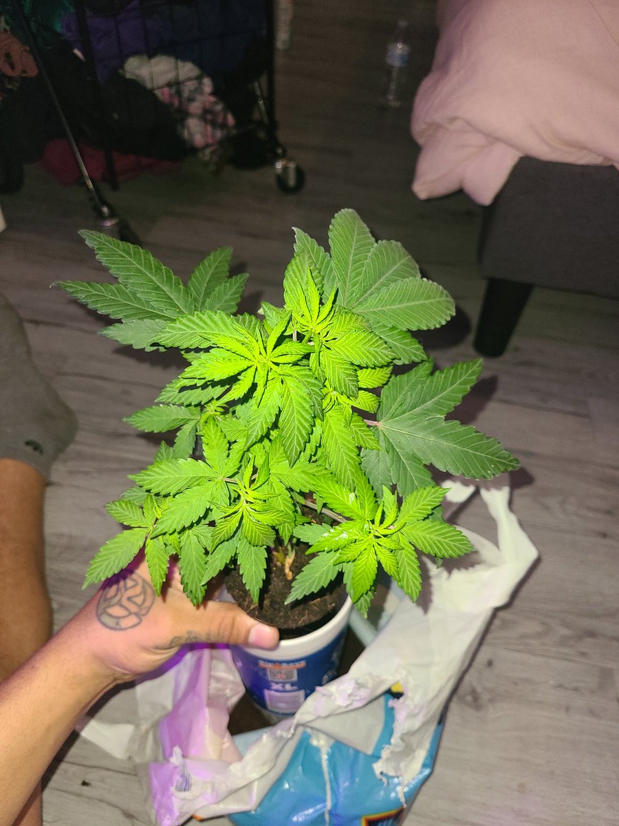 ForbiddenBuds's tweet photo. Pearly White x Jam On It (White Stag) by @GenetixMatter LOOK AT THOSE ROOTS! Only 1 month and 1 week in veg in a tiny Styrofoam cup! Whoa!!! #CompostTea #Mmemberville #CannabisCommunity #Mycorrhiza #LiveCoco #cannabisculture #cannabislife #growyourown https://t.co/C1LLrqnhWl