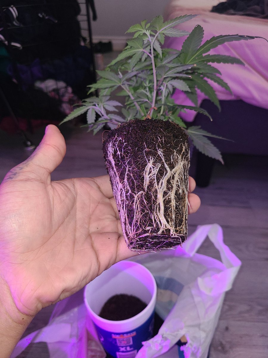 ForbiddenBuds's tweet photo. Pearly White x Jam On It (White Stag) by @GenetixMatter LOOK AT THOSE ROOTS! Only 1 month and 1 week in veg in a tiny Styrofoam cup! Whoa!!! #CompostTea #Mmemberville #CannabisCommunity #Mycorrhiza #LiveCoco #cannabisculture #cannabislife #growyourown https://t.co/C1LLrqnhWl