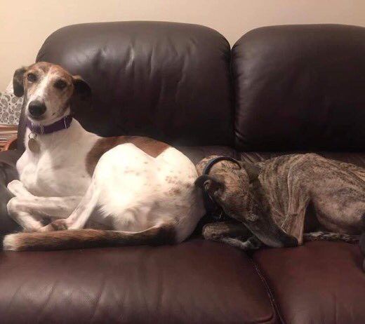 This lovely lady arrived in our care from Ireland. So far she is clean in the house, not destructive, friendly with dogs, friendly with people, sleeps through the night, is gentle & loves cuddles. She is about 3 years old and needs to be homed with another dog #rehomehour