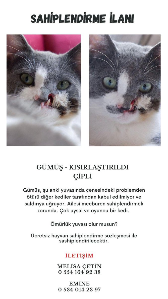 Engelsizpati's tweet photo. yuva arıyor https://t.co/wjJy9TczxS