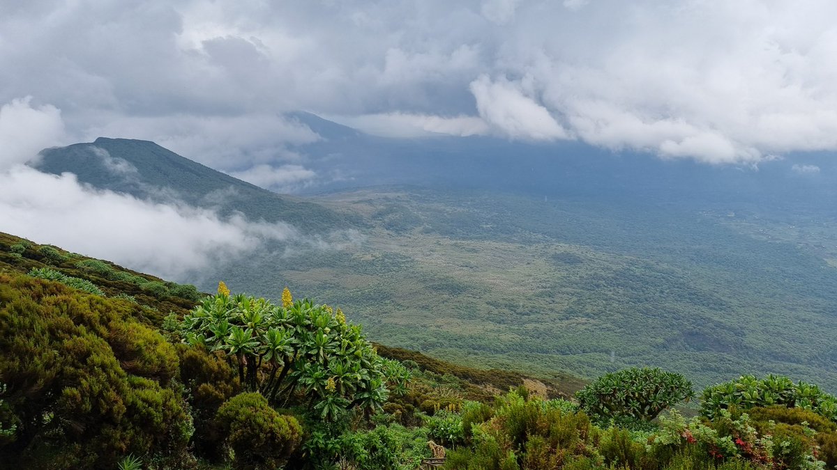 Virungas 3 Mountain Challenge!

A test of your fitness, endurance, resilience and mindset 🥳

How many can you climb in 3 days? 

Come June 7th, All roads lead to Kisoro🔥🔥

Start body preparations today! 

Everyone tell everyone. Stay tuned!

#TourUganda #Uganda #VisitUganda