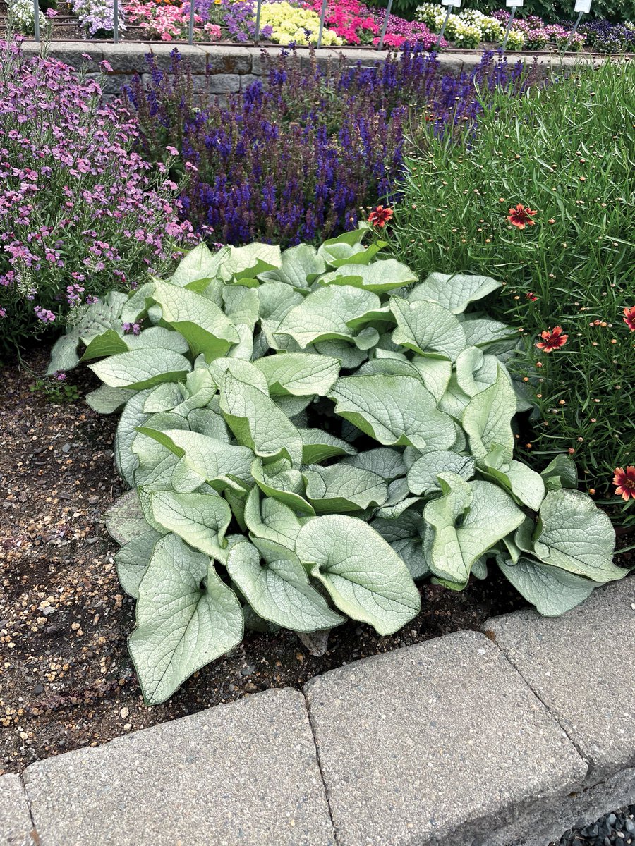 TerraNovaNurs's tweet photo. #PlantOfTheDay: #Brunnera 'Alexandria' is the perfect companion to our favorite Siberian Brunnera. Features brilliant mirror-silver leaves with the classic 'Alexander's Great' size and vigor. Tiny clouds of sky-blue flowers in the spring: https://t.co/cxedJYSHpm https://t.co/CIWhKmQmBk