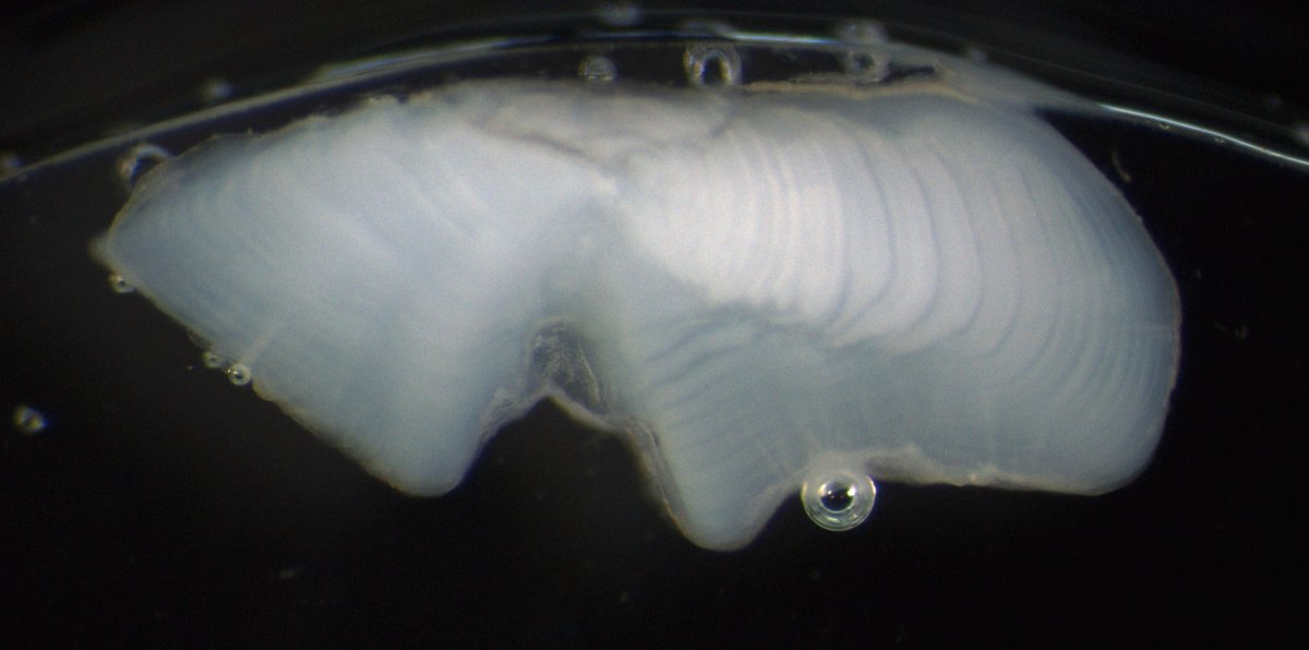 I will be searching for a postdoc soon #otolith chemistry, #anadromy and #salmonids but I'm testing the water before the formal announce.
If this seems interesting for you, don't hesitate to DM or email.