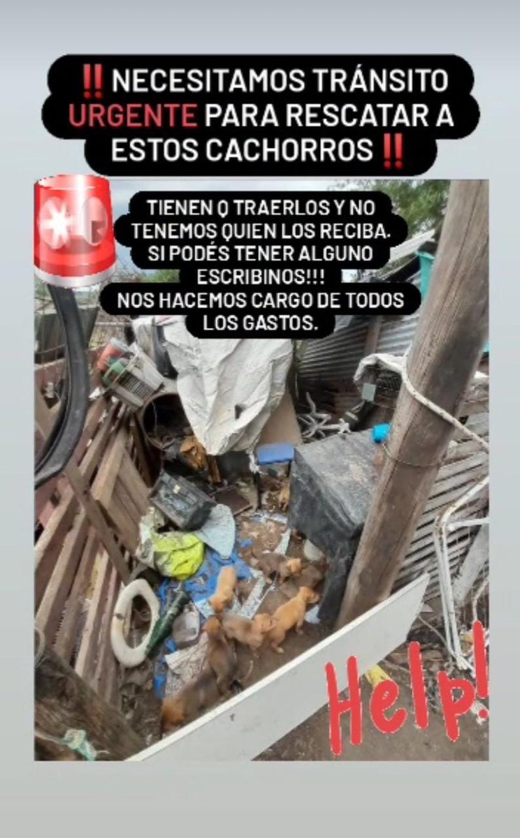 💔🐕URGENTE HOGAR DE TRANSITO EN ROSARIO🙏🐶

ProPatas Rosario
Contacto 3413225361

<a href="/analiabocassi/">analia bocassi</a> 
<a href="/Yojuanjunco/">Juan!</a> 
<a href="/Ciro6as/">Ciro Seisas</a> 
<a href="/pablojavkin/">Pablo Javkin</a>