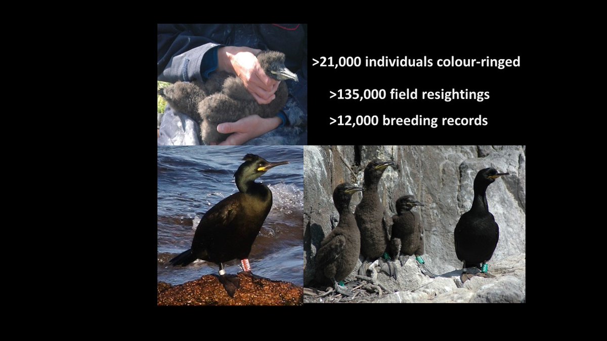 janemreid1's tweet photo. #BOU2023 #ALFREDNEWTONLECTURE 6/18 Huge #fieldwork effort, totalling >21,000 individuals colour-ringed, >135,000 subsequent winter #resightings & >12,000 breeding records. Thanks to @UKCEHseabirds & many @_BTO ringing groups #CitizenScience #colourringing https://t.co/AA0WPSeii4