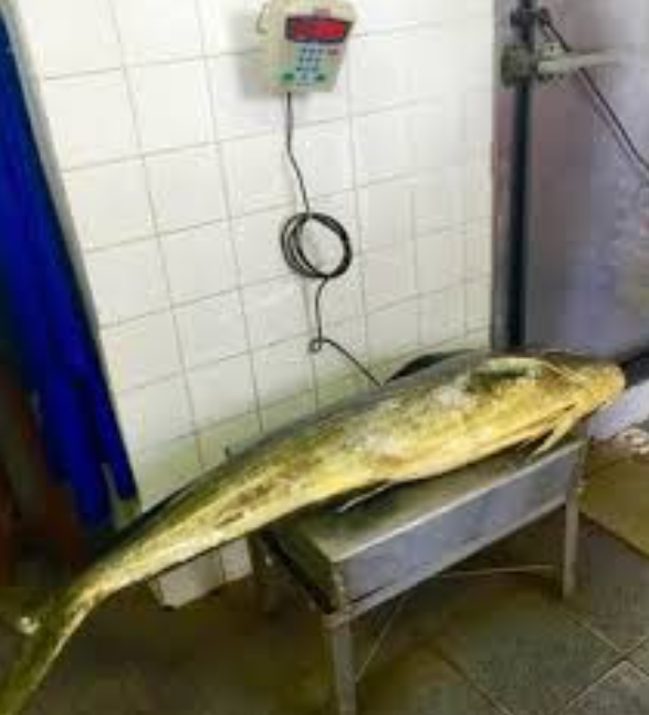 Peixes com ascendente em Balança