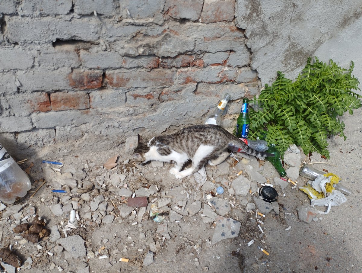 TbilisiCats's tweet photo. https://t.co/msNIeBmF9S