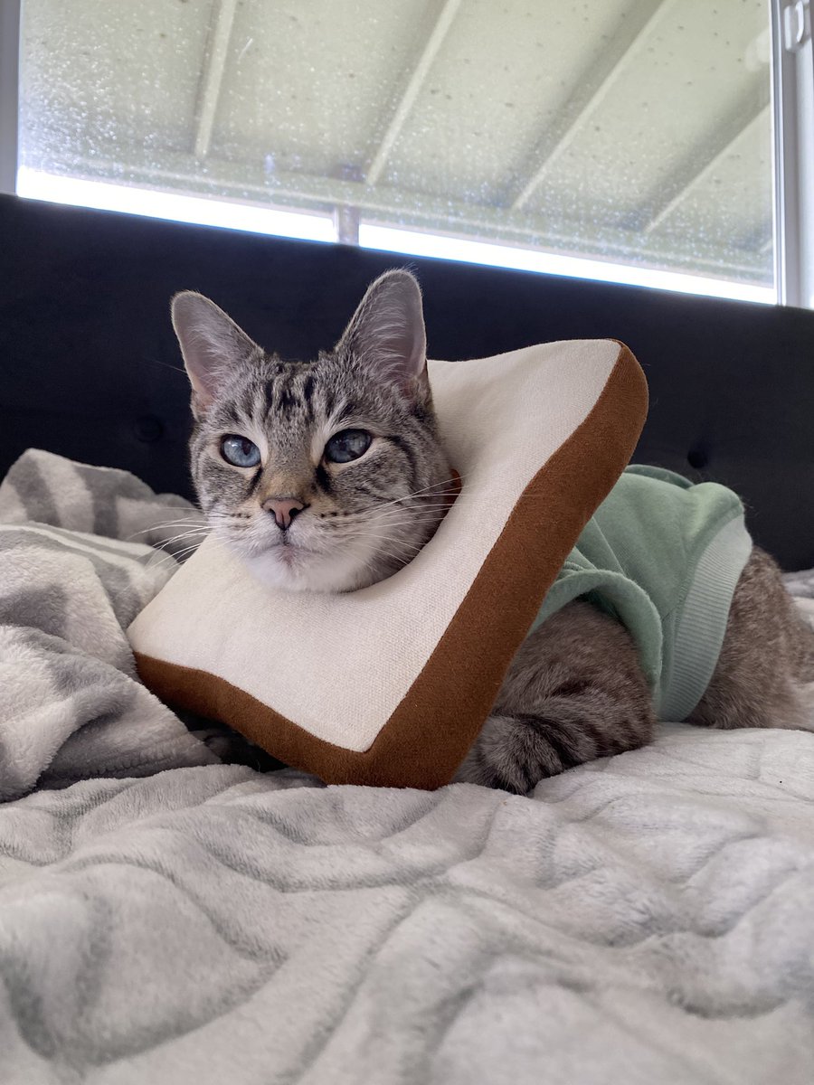 Nana for scale, toast for itchy boys. 🍌💚